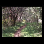 Wooded Dante's Trail Postcard postcards