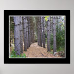 Wooded Path Poster posters