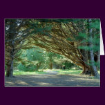Wooded Path, Santa Cruz (Card)