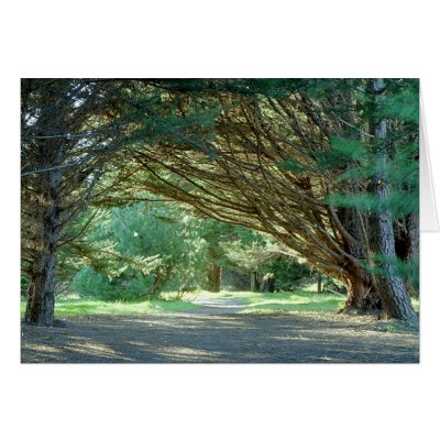 Wooded Path, Santa Cruz (Card) by agserm