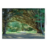 Wooded Path, Santa Cruz (Card)