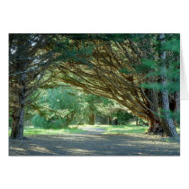 Wooded Path, Santa Cruz (Card)