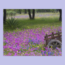 Wooden Cart in field of Phlox, Blue Bonnets with posters