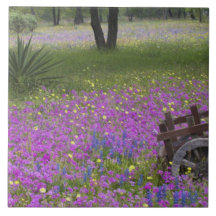 Wooden Cart in field of Phlox, Blue Bonnets with Ceramic Tiles
