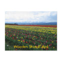 Wooden Shoe Tulips postcards