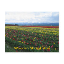 Wooden Shoe Tulips postcards