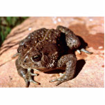 Woodhouse Toad Photo Cut Outs