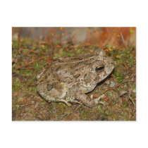 Woodhouses Toad Postcard.