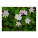 Woodland Anemones Cards