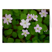 Woodland Anemones Cards