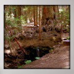 Woodland Brook posters