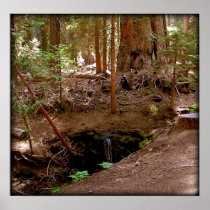 Woodland Brook Posters