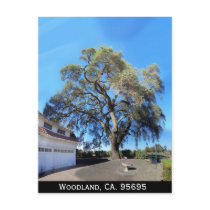 Woodland, CA Tree, Woodland, CA. 95695 postcards by Richard2k6 Woodland, CA Tree, Woodland, CA. 95695 postcards