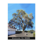 Woodland, CA Tree, Woodland, CA. 95695 postcards