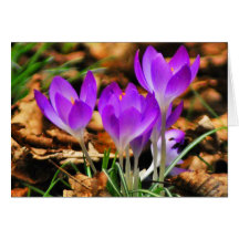 Woodland Crocuses Cards