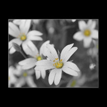 WOODLAND FLOWERS postcards