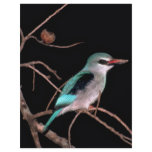 Woodland kingfisher, Mara River Camp, Kenya flyers