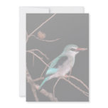 Woodland kingfisher, Mara River Camp, Kenya Personalized Announcements
