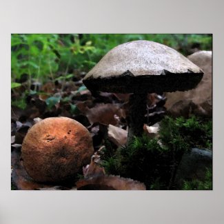 Woodland Mushrooms print