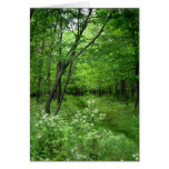 Woodland Path Greeting Cards