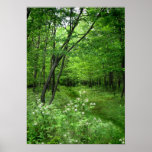 Woodland Path Poster