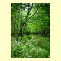 Woodland Path posters
