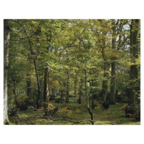 Woodland scene from the Forest Flyers