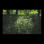 Woodland Sunlight 01 canvas prints
