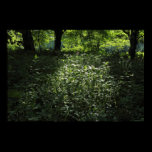 Woodland Sunlight 01 posters