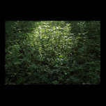 Woodland Sunlight 02 posters
