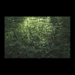 Woodland Sunlight 02 canvas prints