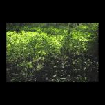 Woodland Sunlight 03 canvas prints