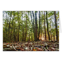 Woodland Sunset card cards