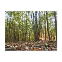 Woodland Sunset postcard postcards