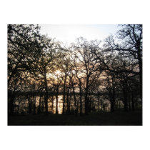 Woodland Sunset posters