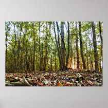 Woodland Sunset print