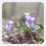 Woodland Violet Square Sticker