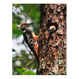 Woodpecker and chick postcard