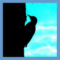 Woodpecker Blue on Black POSTER posters