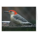 Woodpecker card