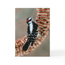 Woodpecker cards