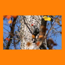 Woodpecker Enjoying Sunshine posters