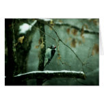 Woodpecker in Snow Greeting Card
