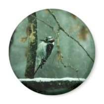 Woodpecker in snow Magnet