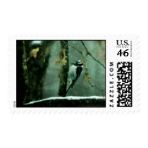 Woodpecker in Snow Postage Stamp
