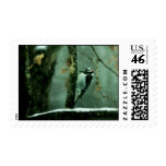 Woodpecker in Snow Postage Stamp