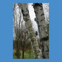 Woodpecker in spring posters