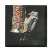 Woodpecker Refrigerator Magnets