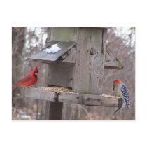 Woodpecker&Male Cardinal Postcards