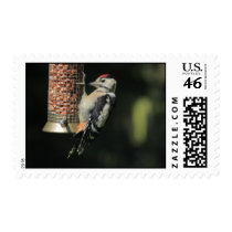 Woodpecker Postage